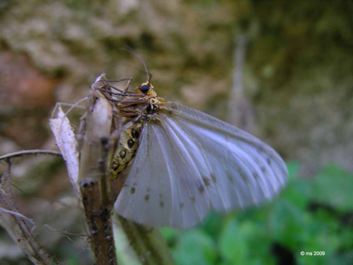 ID farfalla - Abraxas (Calospilos) pantaria, Geometridae